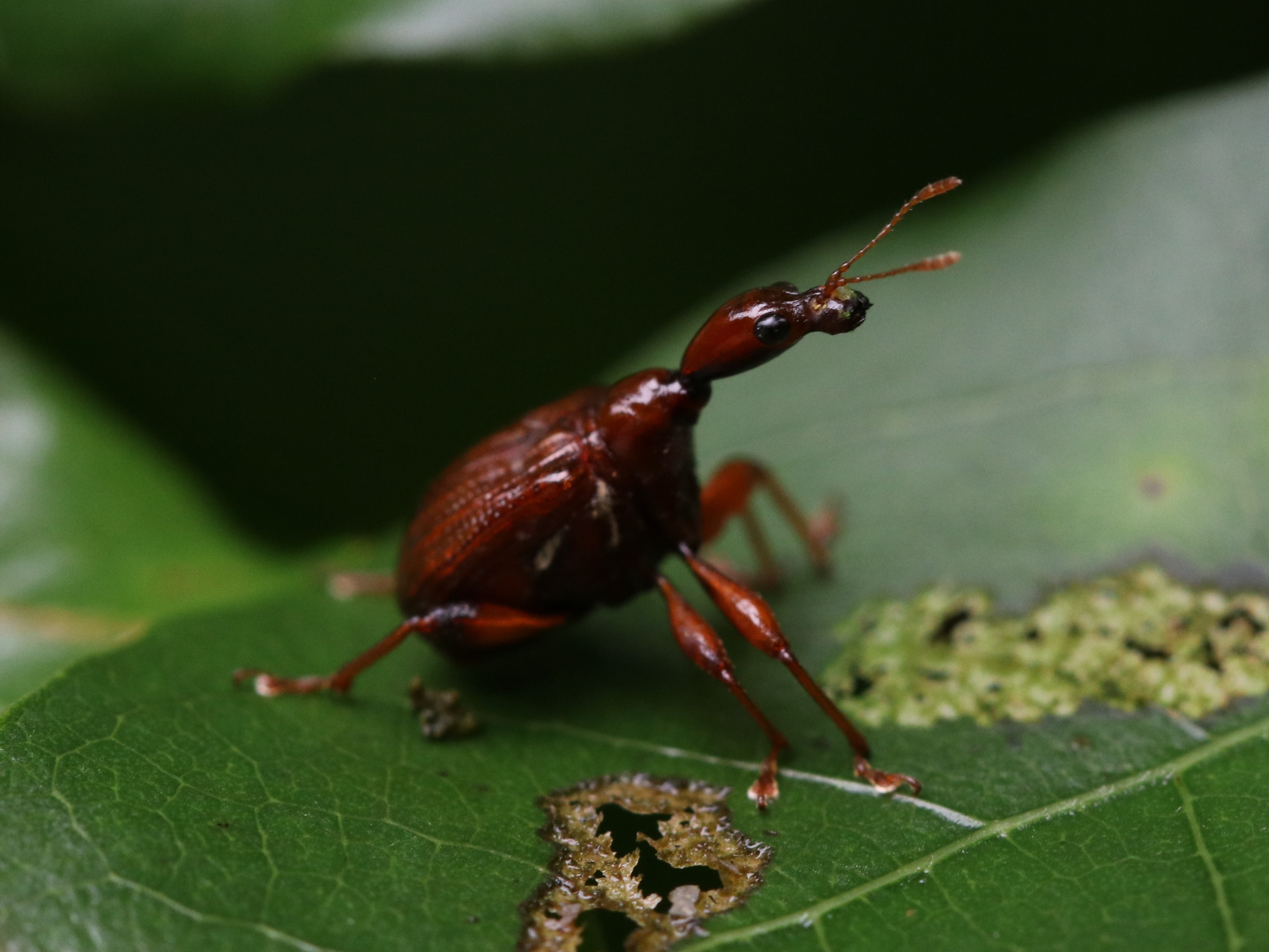 葉上のヒゲナガオトシブミ6